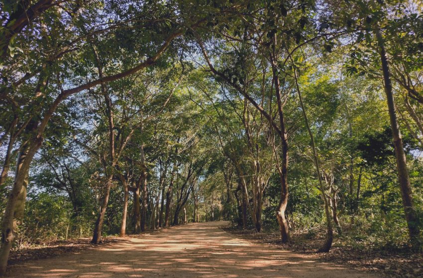 PARTICIPE DA CAMINHADA DO DIA MUNDIAL DO MEIO AMBIENTE