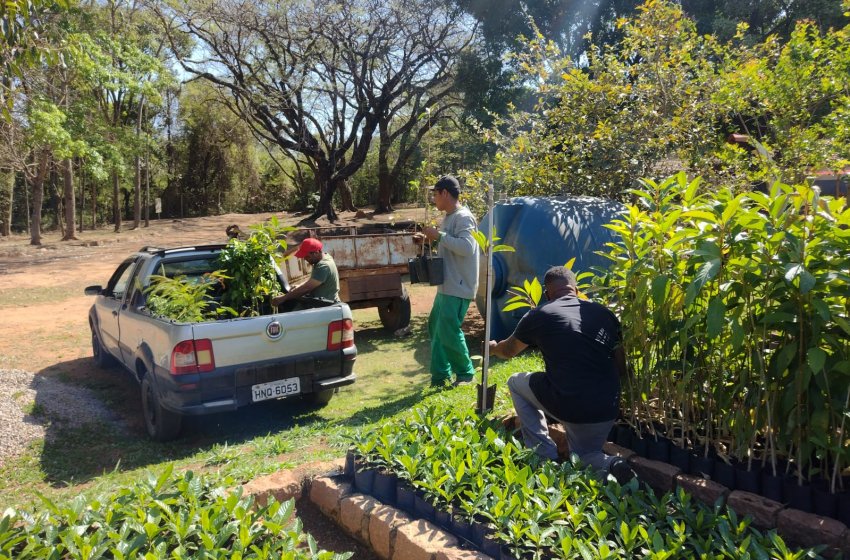 ATENÇÃO PRODUTOR RURAL DE JAGUARIÚNA! VIVEIRO MUNICIPAL ESTÁ DOANDO MILHARES DE MUDAS 