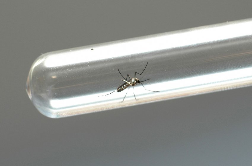 MUTIRÃO CONTRA A DENGUE ACONTECE NOS BAIRROS FLORIANÓPOLIS E JARDIM PINHEIROS NESTE SÁBADO