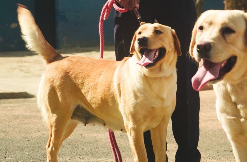 QUASE 70 ANIMAIS SÃO CASTRADOS E MICROCHIPADOS GRATUITAMENTE PELA PREFEITURA DE JAGUARIÚNA